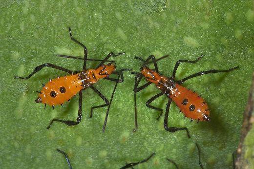 What's That Bug? Leaf Footed Bugs in the Garden  Extension Master Gardener  Volunteers of Durham County