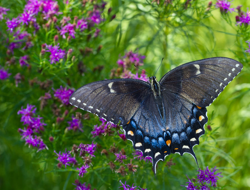 Triangular Swallowtail Swallowtails – Extension Master Gardener Volunteers of Durham County