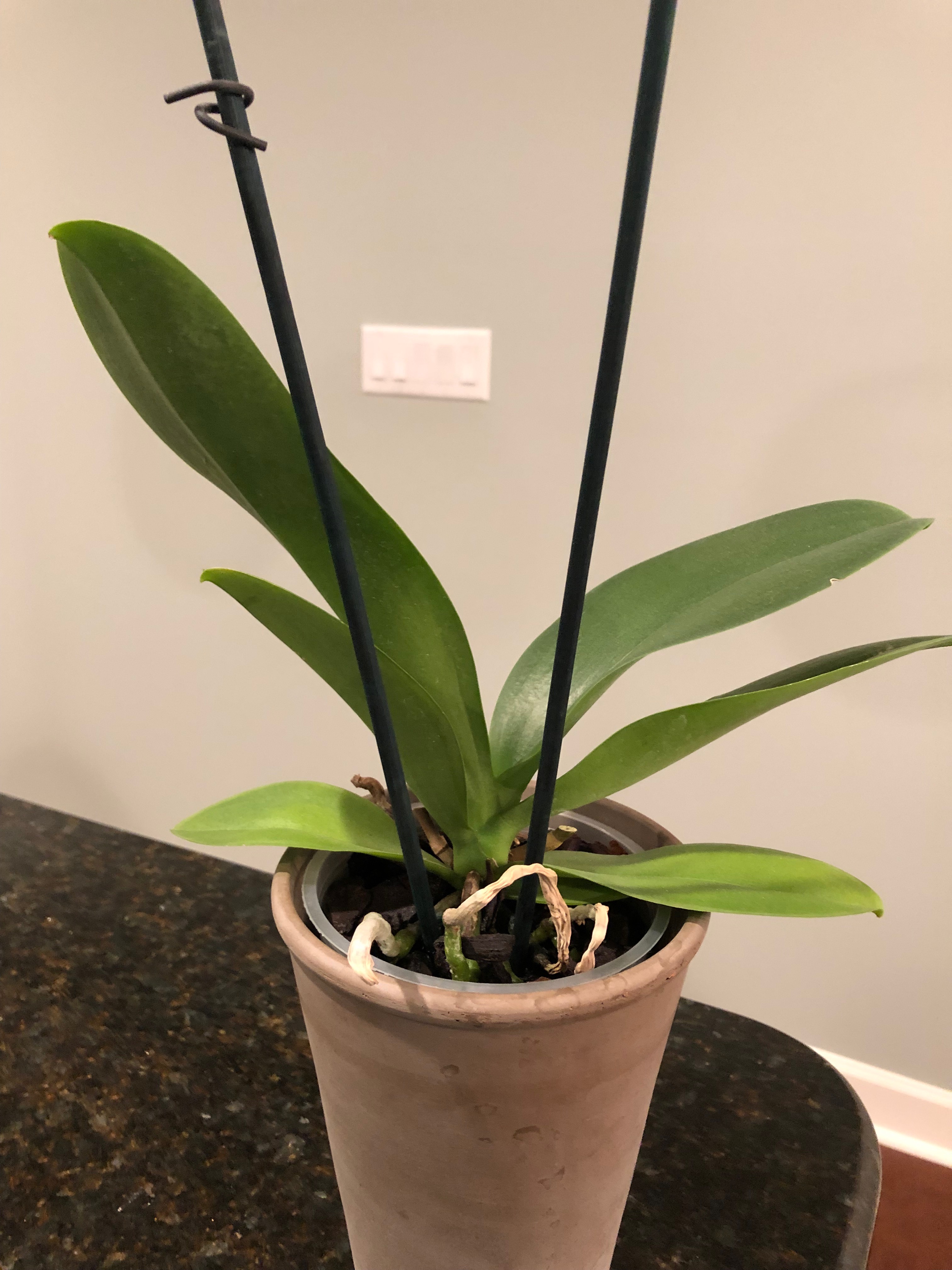 Orchid visual data 4