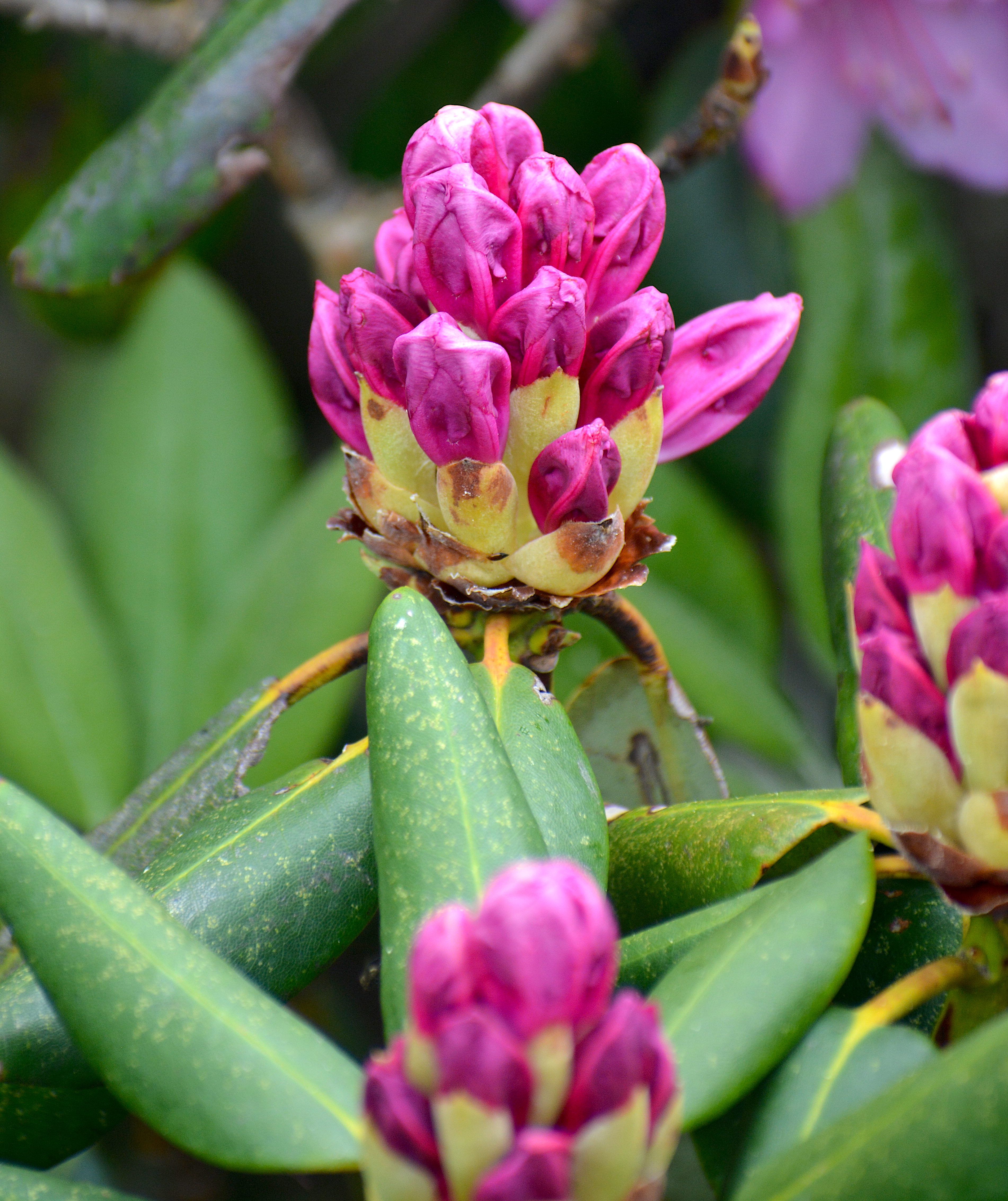 My Catawba Rhododendron Adventures On Roan Mountain  Extension Master  Gardener Volunteers of Durham County