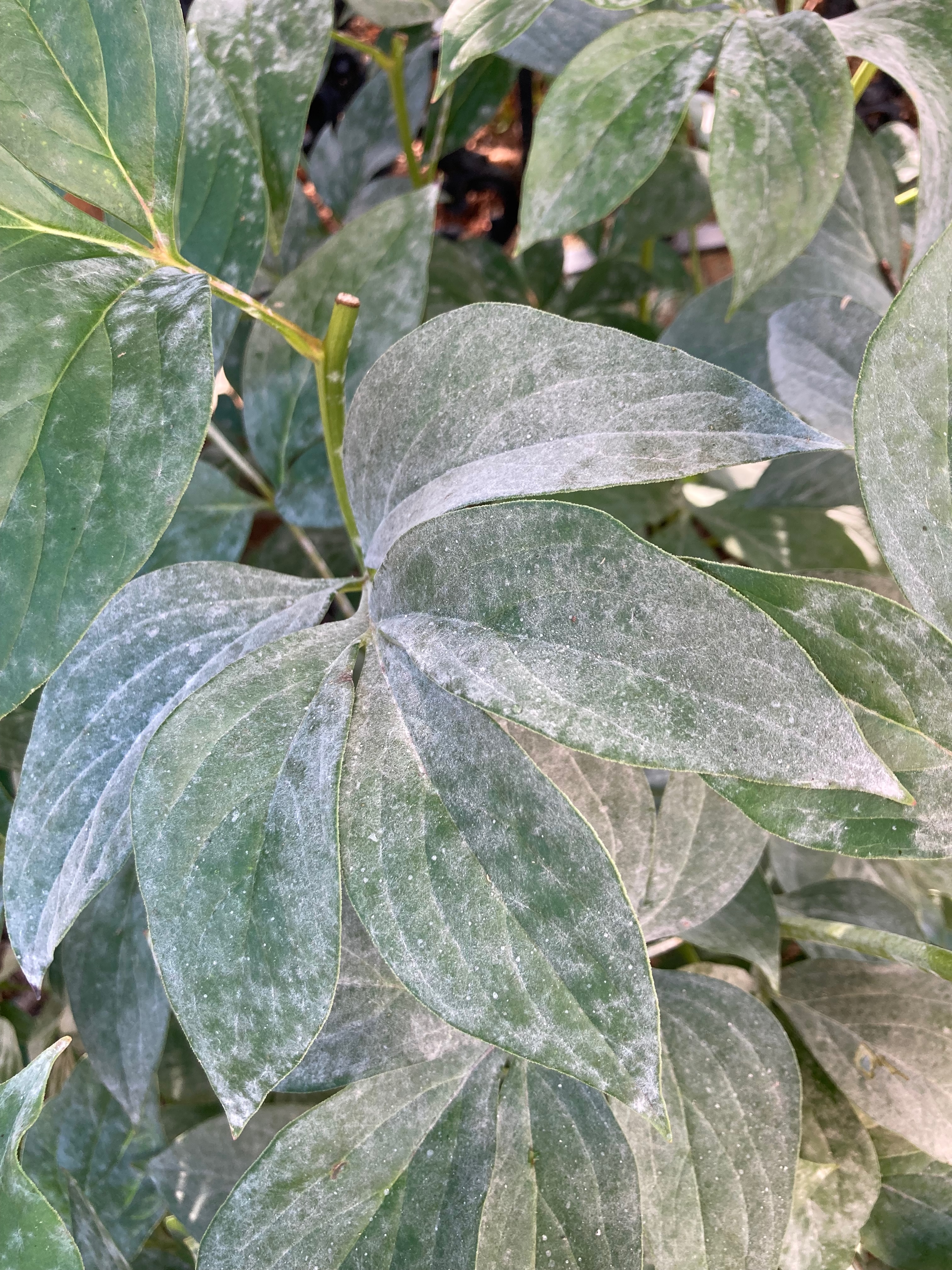 frhblhender rhododendron Frh-Rhododendron - Rhododendron praecox