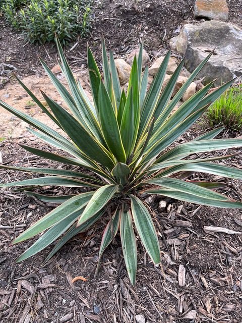 Yuccas are Versatile Plants