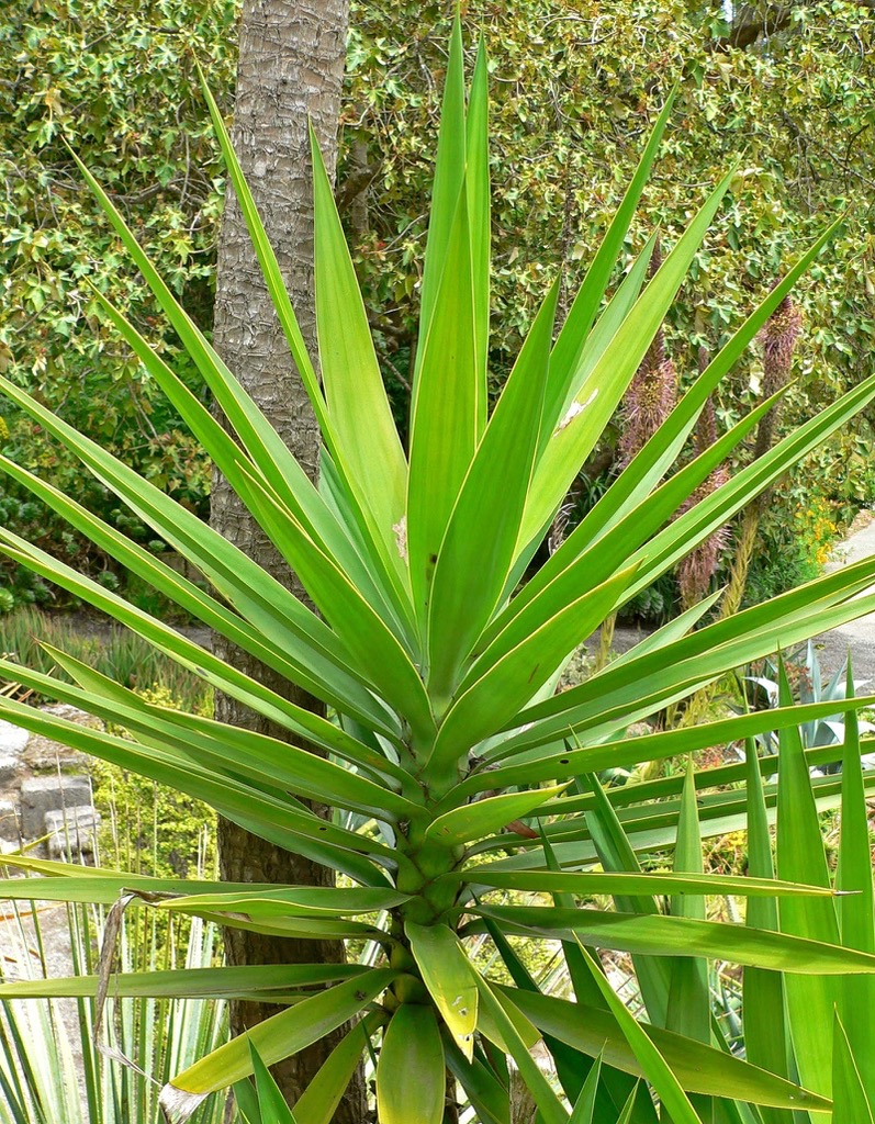 Yuccas are Versatile Plants
