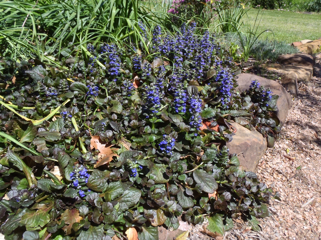 From Beloved to Invasive: How does it happen? – Extension Master ...